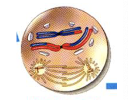<ul><li><p>DNA chromatin condenses into structures consisting of two sister chromatids</p><ul><li><p>attached in the center by a centromere </p></li><li><p>sister chromatids are not identical</p></li></ul></li><li><p>the centrosomes move to the opposite ends of the cell (being to produce microtubules) </p></li><li><p>nuclear envelope breaks down and the nucleolus disappears </p></li></ul><p></p>
