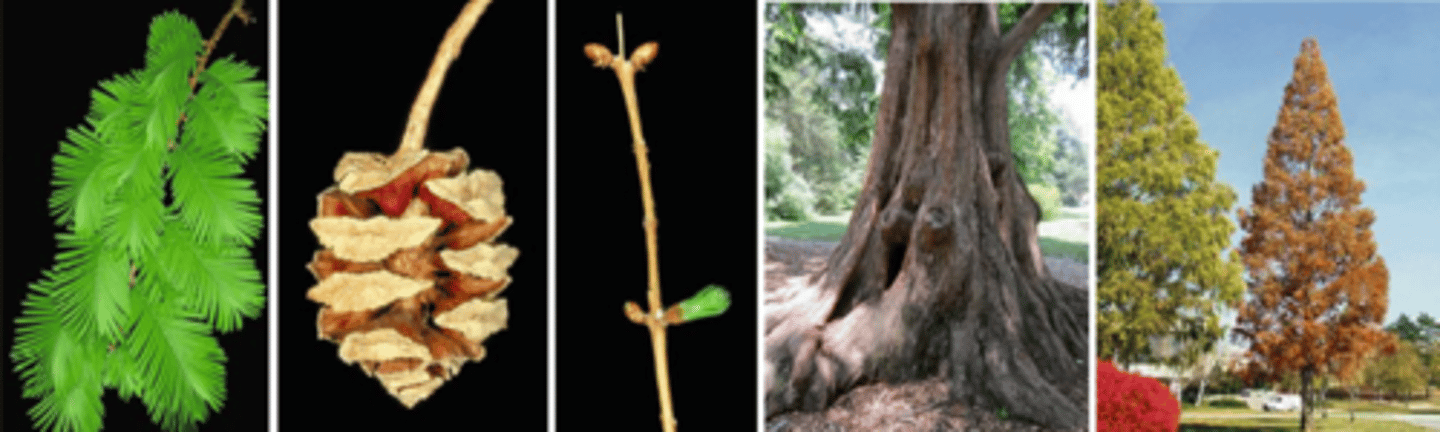 <p>Leaves: opposite, deciduous, linear, 1" long (longer and bigger), flat, generally appearing two-ranked in a flattened display; when growing on deciduous branchlets the leaf/deciduous branchlet structure resembles a feathery pinnately (or bi-pinnately) compound leaf, green to yellow-green. </p><p>Fruit: four-sided, box-like cones that hang on long stalks, round to cylindrical in shape, ½-1" long, light brown; peltate shields contain small, winged seeds, matures in late fall. </p><p>Twigs: may be deciduous or not; non-deciduous twigs are slender, light reddish brown in color, smooth, with short, buff-colored, opposite, cylindrical buds protruding at right angles (small and some green); deciduous twigs are two-ranked, resembling pinnately compound leaves. </p><p>Bark: Reddish brown, fibrous and stringy, develops an irregular fluted pattern, exfoliates in strips, ropelike in appearance. </p><p>Form: Very straight, branches all characteristically shoot upwards; capable of reaching heights well over 100' tall.</p>