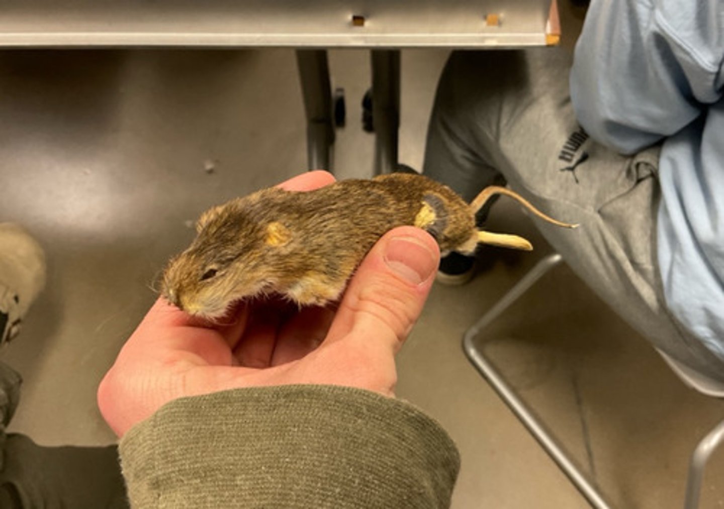 knowt flashcard image