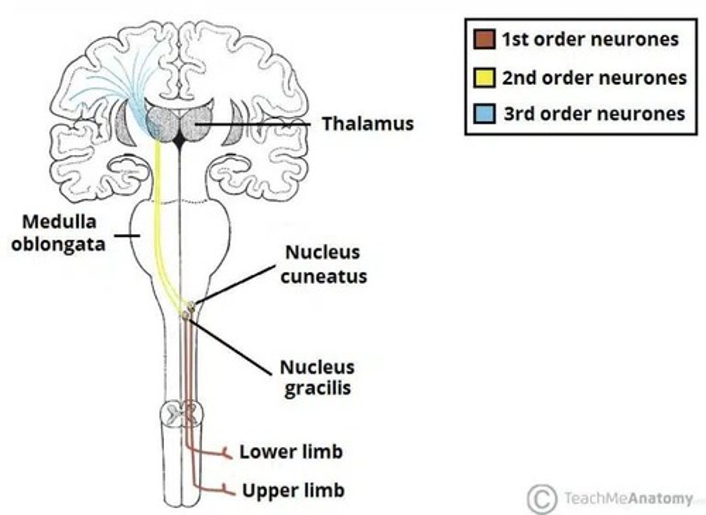 <p>also known as the Dorsal Column-Medial Lemniscus Pathway, carries fine touch, vibration, and proprioception.</p>