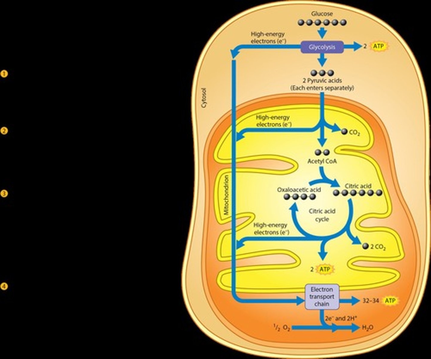 <p>It facilitates oxidative phosphorylation in the mitochondria, producing ATP.</p>