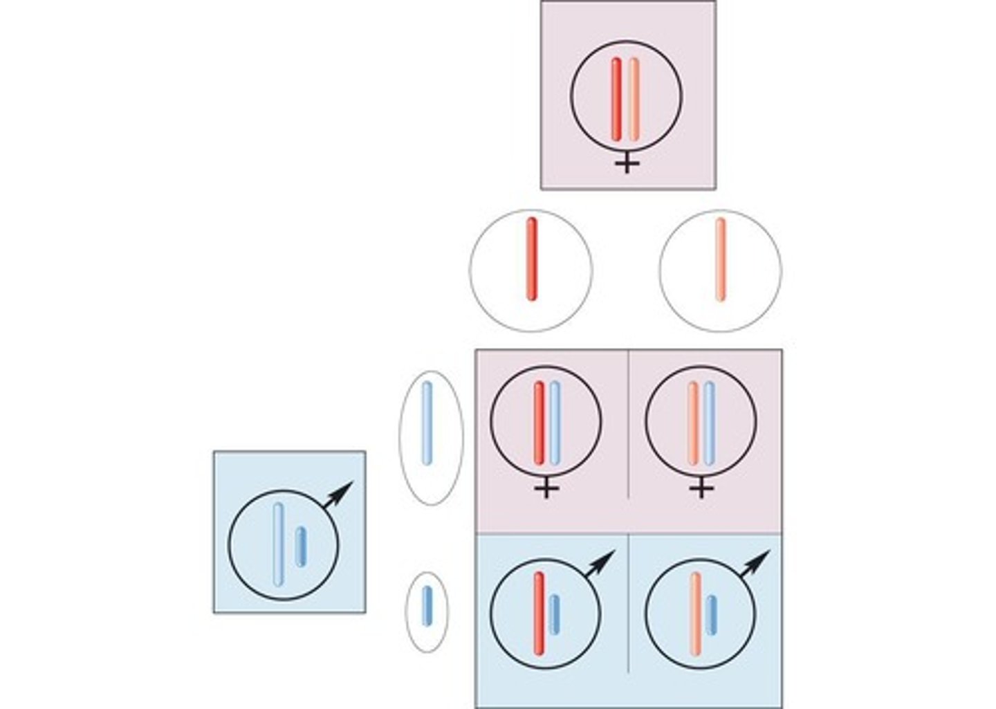 <p>The pairs of alleles on homologous chromosomes separate during meiosis.</p>
