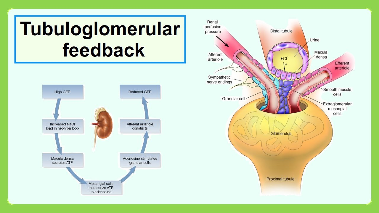 <p>If macula densa detects decreased flow, it will signal granular cells to ____.</p>