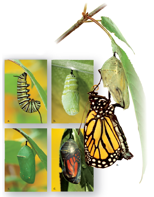 Monarch butterfly metamorphosis.
