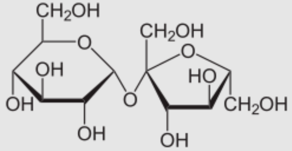 <p>An example of a disaccharide that is found as table sugar. Made up of glucose + fructose.</p>