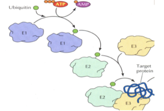 <p>Ubiquitin är en etikett som dödmärker ett protein. Här är 3 enzymer involverade; E1, E2 och E3 som tillsammans identifierar, markerar och aktiverar processen.</p>