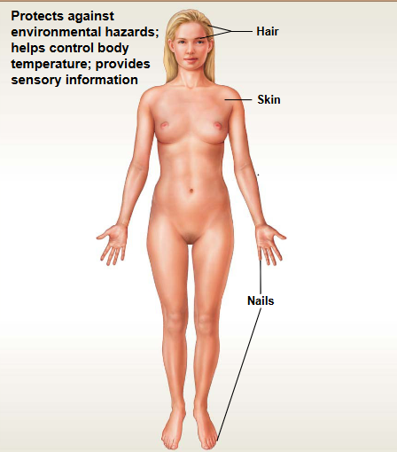 <p>This system contains: Skin, Hair, &amp; Nails</p><ul><li><p>Functions: protection &amp; temperature regulation</p></li></ul><p></p>