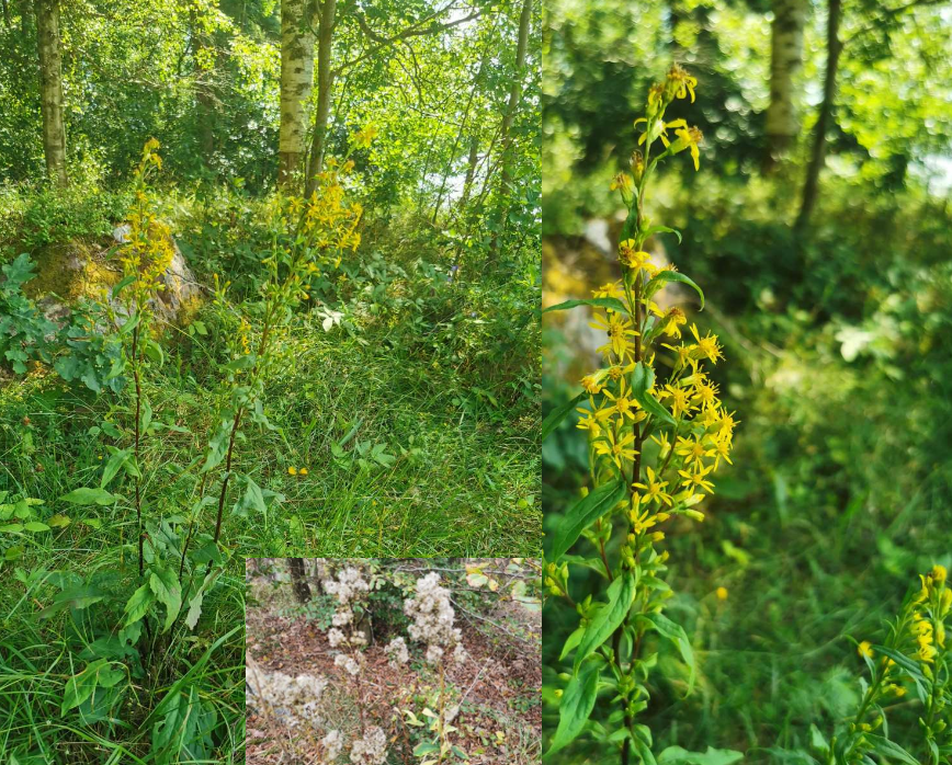 <p>har hängande blomställningar och mindre blommor. </p>