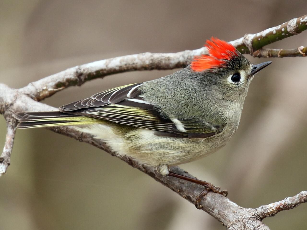 <p>Olive-gray with broken eye-ring, white wing bars; male shows hidden ruby crown.</p>
