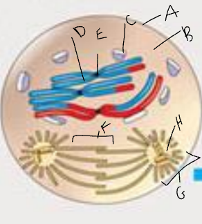 what phase of meiosis is this?