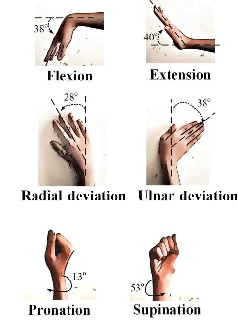 <p><span>Movement of the wrist toward the thumb side of the hand is called</span></p>