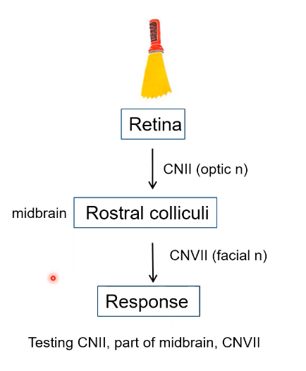 <p>Subcortical mediated brainstem response</p><ul><li><p>Palpebral fissure closes in response (e.g. blink, head movement) in response to sudden intense illumination of the eye </p></li><li><p>Ipsilateral response is greater than the contralateral response</p></li><li><p>Absence of a response indicates blindness</p></li></ul><p></p><p>Retina recieves light (CN II(Optic Nerve)) into rostral colliculi (Midbrain) through CNVII (Facial Nerve) → Response = blink, sudden movement, blindness</p><ul><li><p>Tests CNII and CNVII</p></li></ul><p></p>