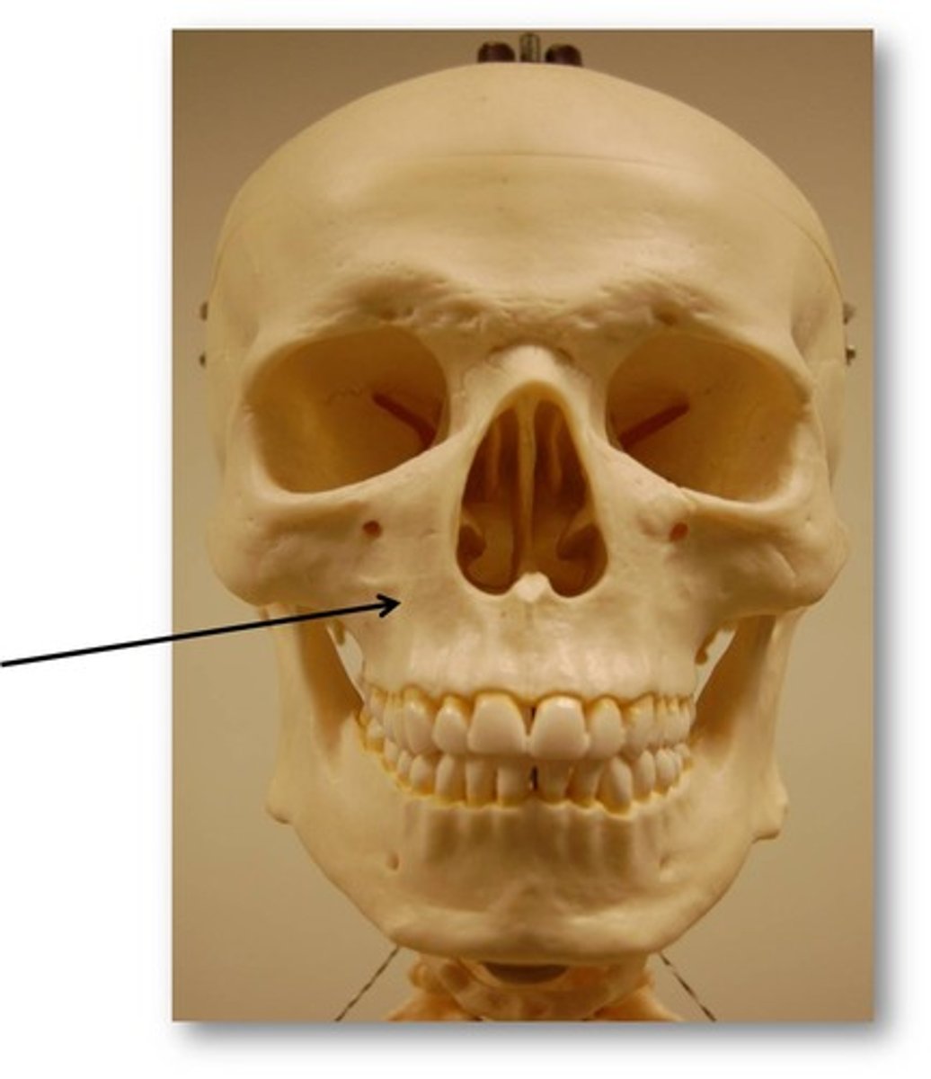 <p>upper jaw--contains all your upper teeth</p>