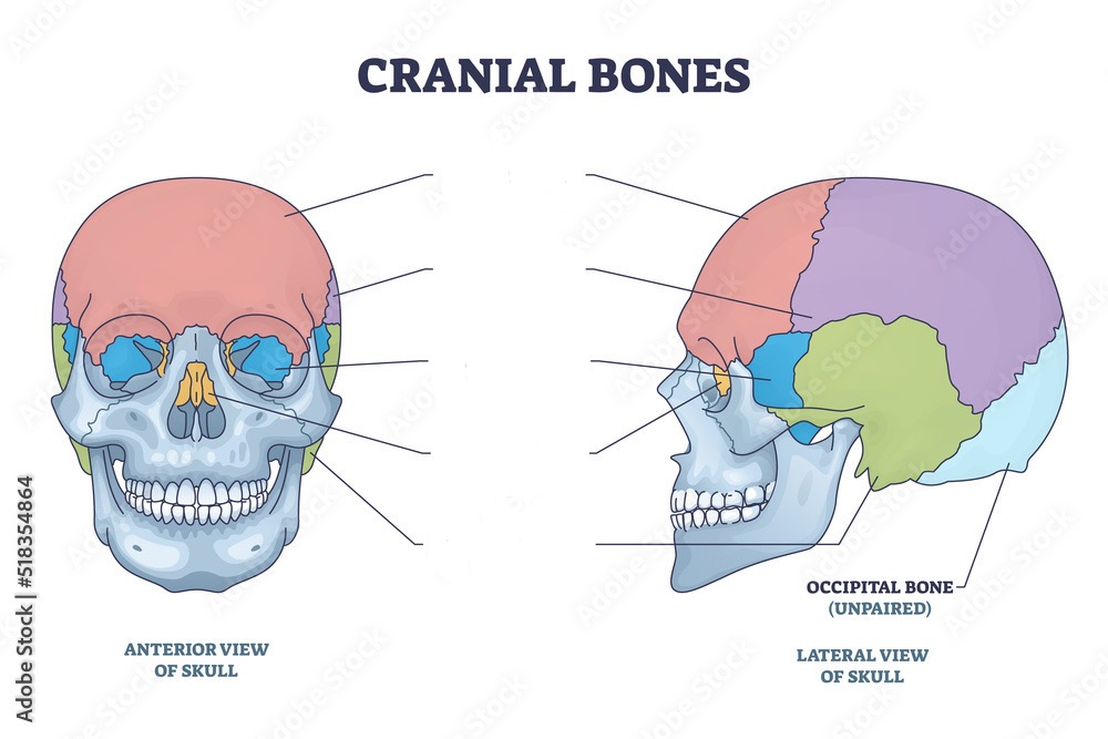 <p>Occipital bone </p>