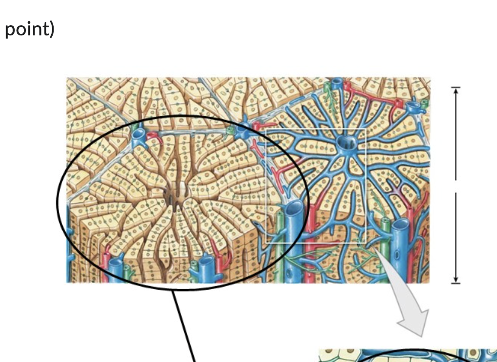 <p>What is the line pointing to&nbsp;</p>