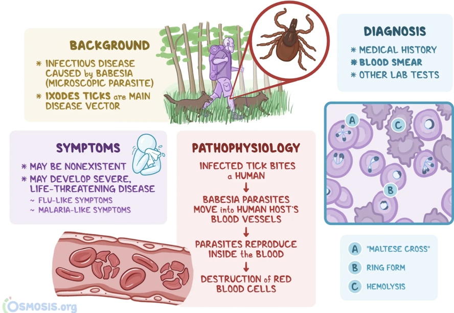 <p>Which urogenital protozoa is transmitted by <strong>infected tick bites </strong>and causes <strong><span>Babesiosis?</span></strong></p><ul><li><p><strong><span>flu-like symptoms</span></strong></p></li><li><p><span>can cause to </span><strong><span>hemolytic</span></strong><span> </span><strong><span>anemia</span></strong><span> (multiplies in red blood cells and ultimately lysing cells) and </span><strong><span>severe</span></strong><span> </span><strong><span>disease</span></strong></p></li></ul>