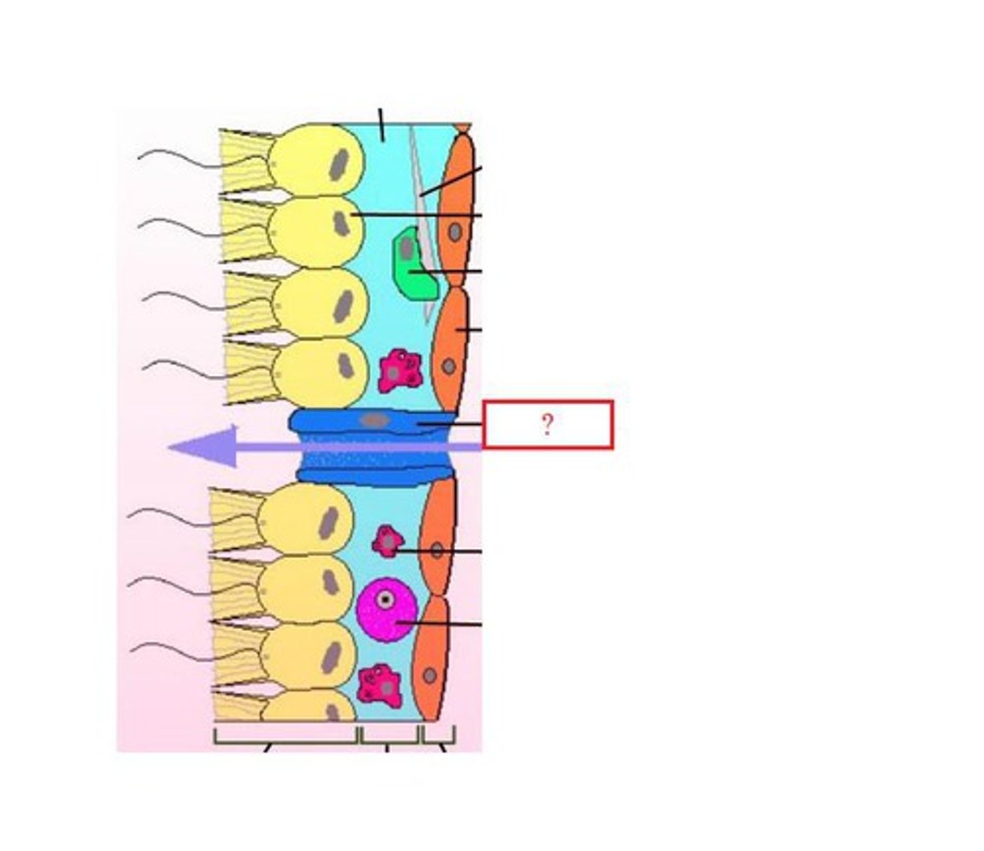 <p>Cellular pores that allow water in</p>