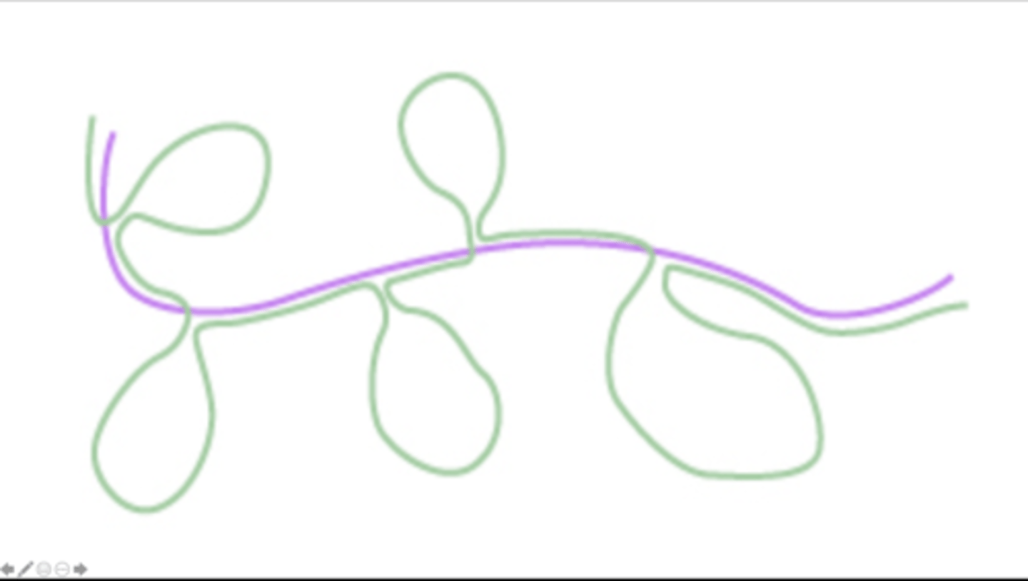 <p>Below is a diagram of the results from a DNA-RNA hybridization (hybridization refers to the formation of hydrogen bonds between the complementary bases of the nucleotides of two nucleic acid strands) experiment for an unknown gene. For this experiment, a mixture of DNA and mRNA corresponding to the gene has been heated to a point of denaturation (denaturation which separates the two DNA strands was carried out by heating to a high temperature that breaks the hydrogen bonds between the complementary bases of the two strands of DNA) and cooled such that the mRNA (depicted in pink colour in the diagram) can hybridize with the template DNA strand (depicted in green colour in the diagram). Based on the diagram, what is the total number of exons and introns contained in the unknown gene?</p>