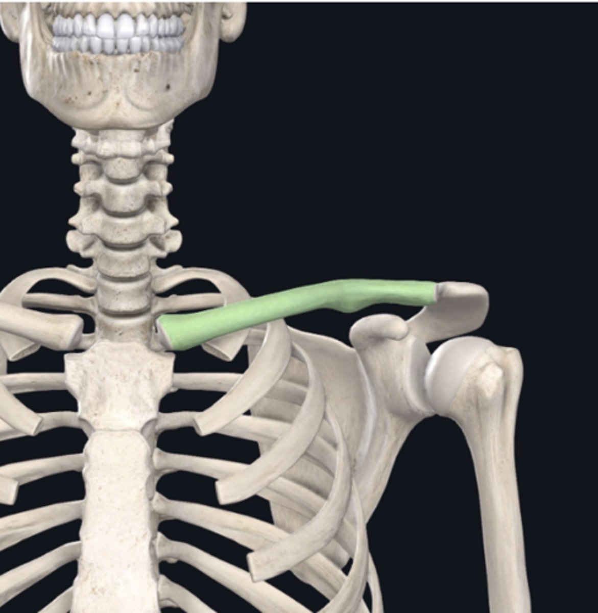 <p>Identify the bone indicated in green:</p>