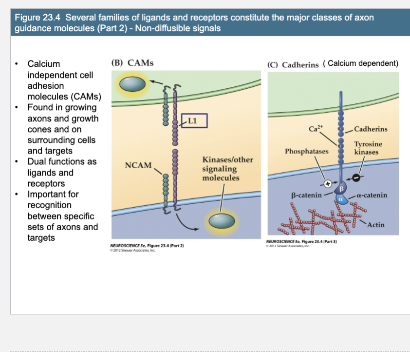 <p>Figure 23.4- Several families of ligands and receptors constitute the major classes of axon<br>guidance molecules (Part 1) – Non-diffusible signals</p><p>CAMs (Ca2+ independent) &amp; Cadherins (Ca2+ dependent)</p>