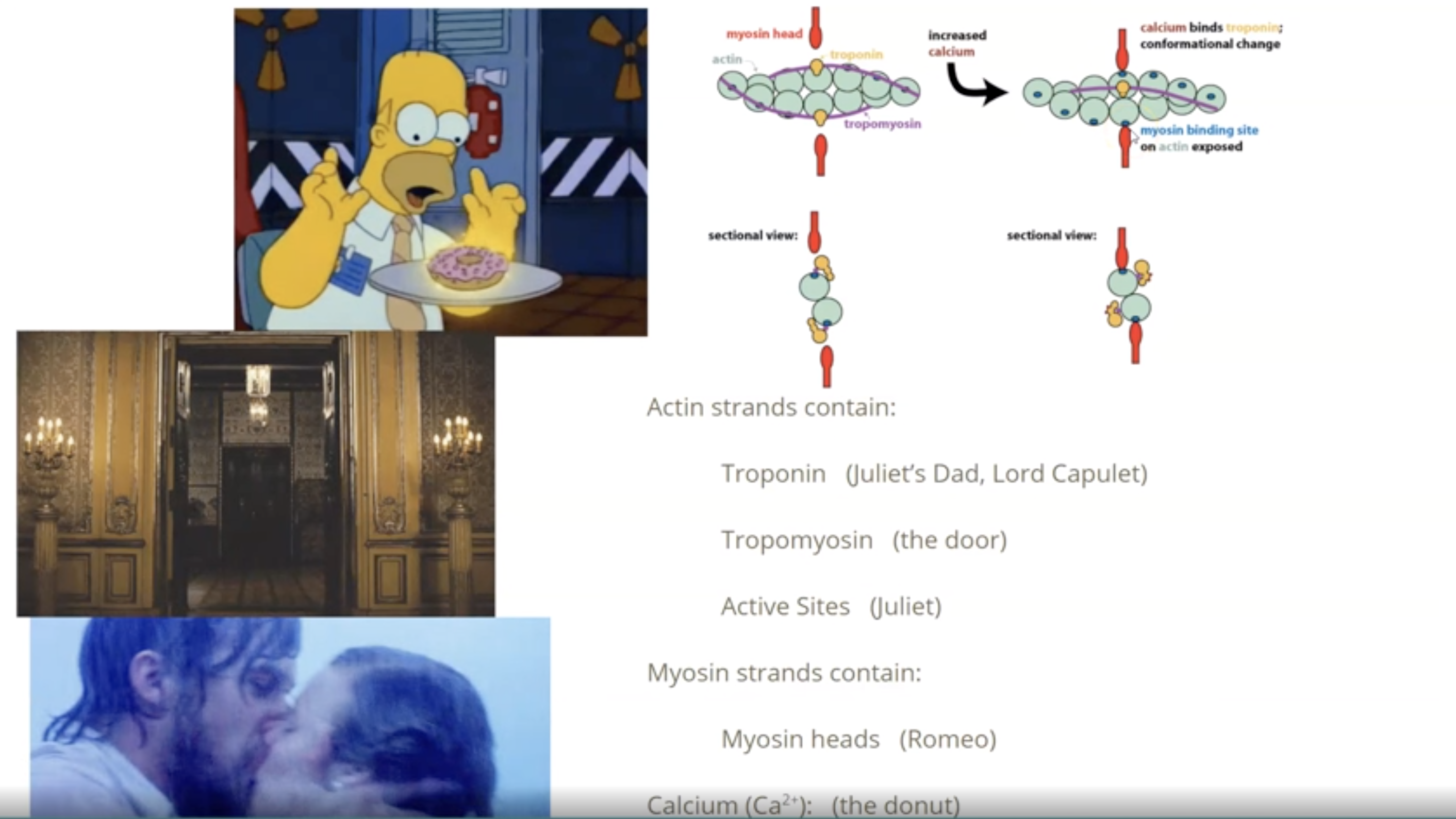 <p>Actin strands contain:</p><p>Troponin (Juliet’s dad, Lord capulet)</p><p>Tropomyosin (the door)</p><p>Active sites (Juliet)</p><p></p><p>Myosin strands contain:</p><p>myosin heads (Romeo)</p><p></p><p>Cacium Ca2+ (the donut)</p><p></p><p>Romeo gives donut to the door and then door leaves, allowing Romeo to meet Juliet in Lord capulet’s castle</p>