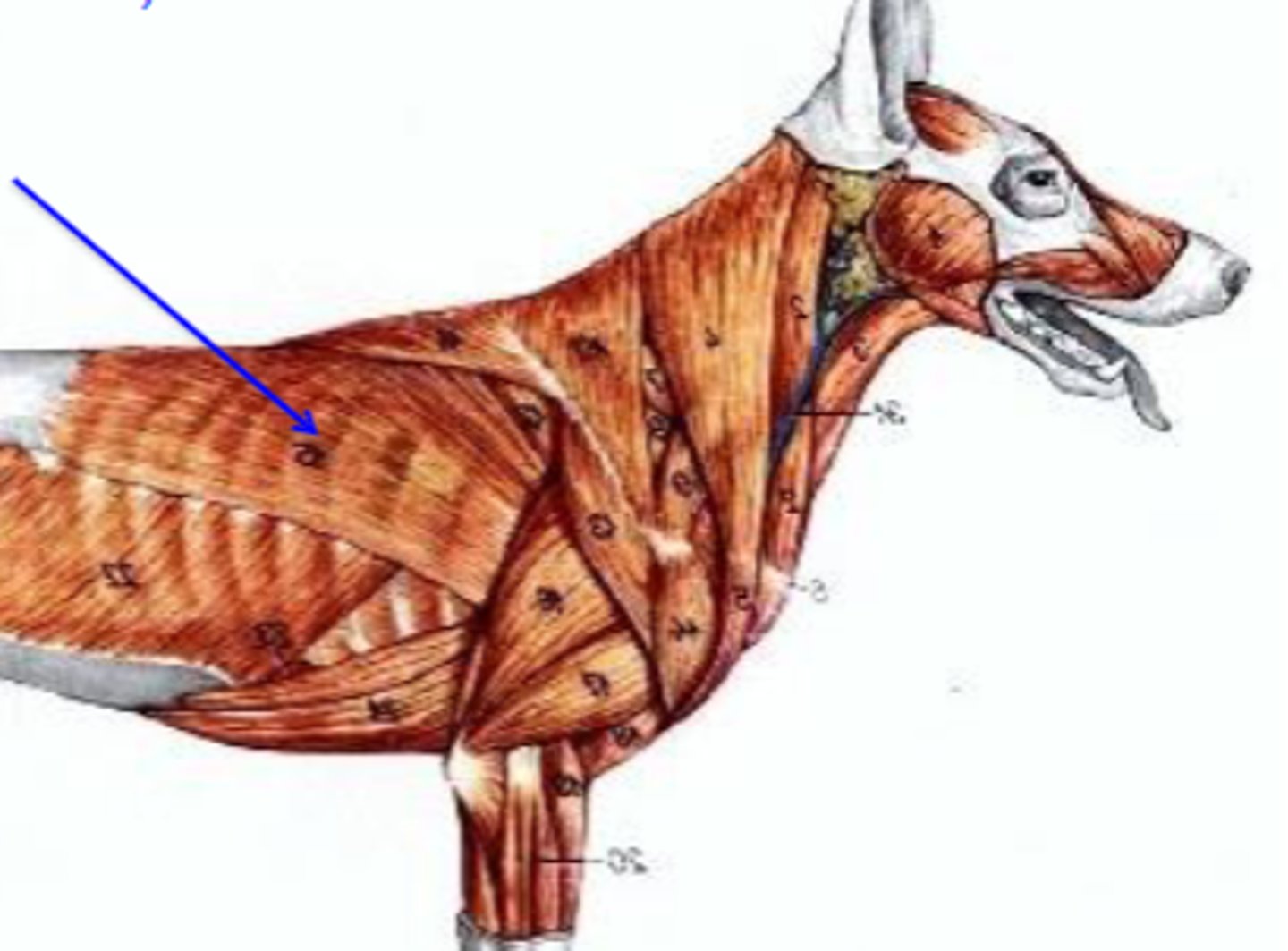 <p>What muscle is being shown?</p>