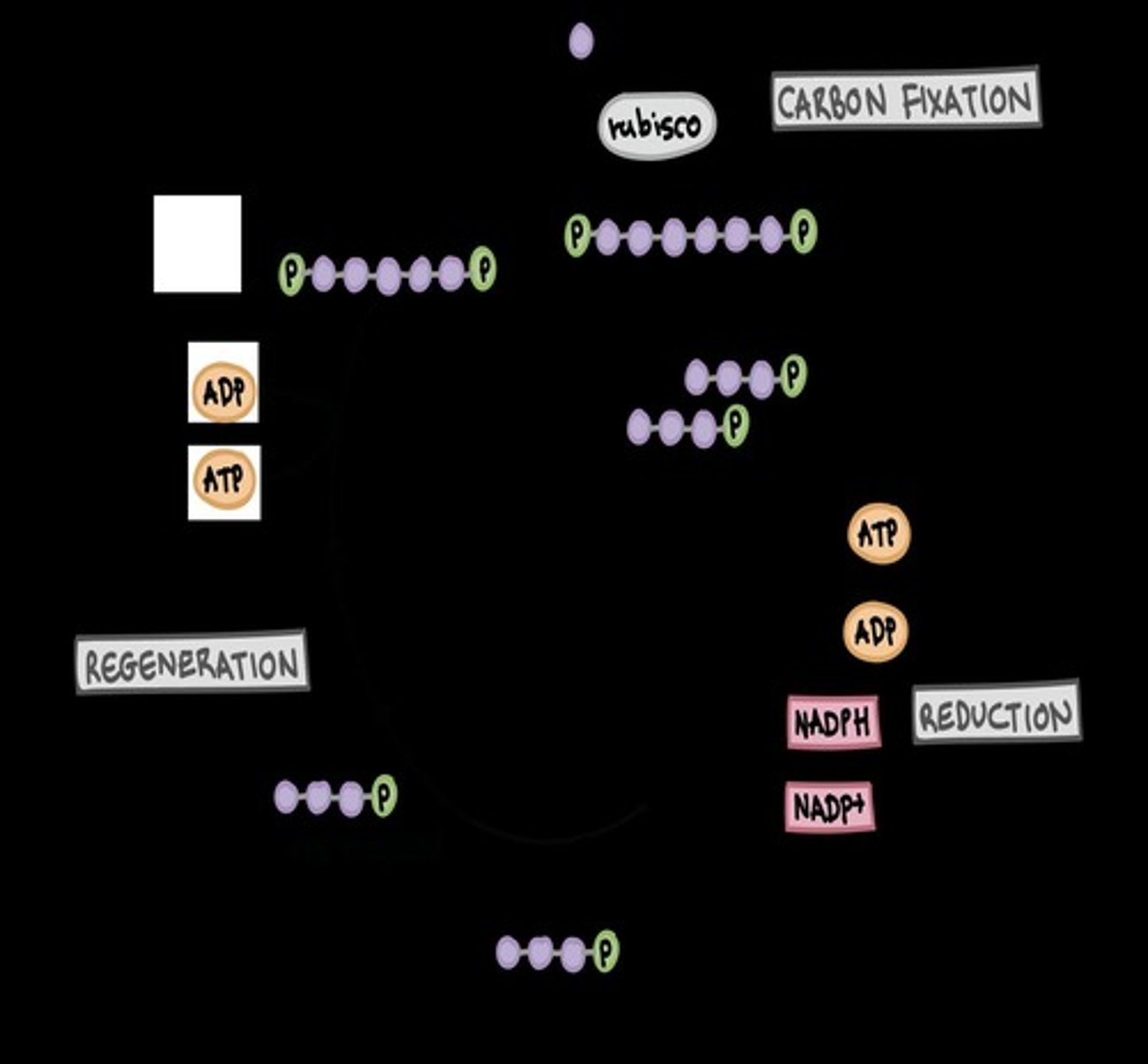 <p>It uses ATP and NADPH to convert CO2 into sugar.</p>