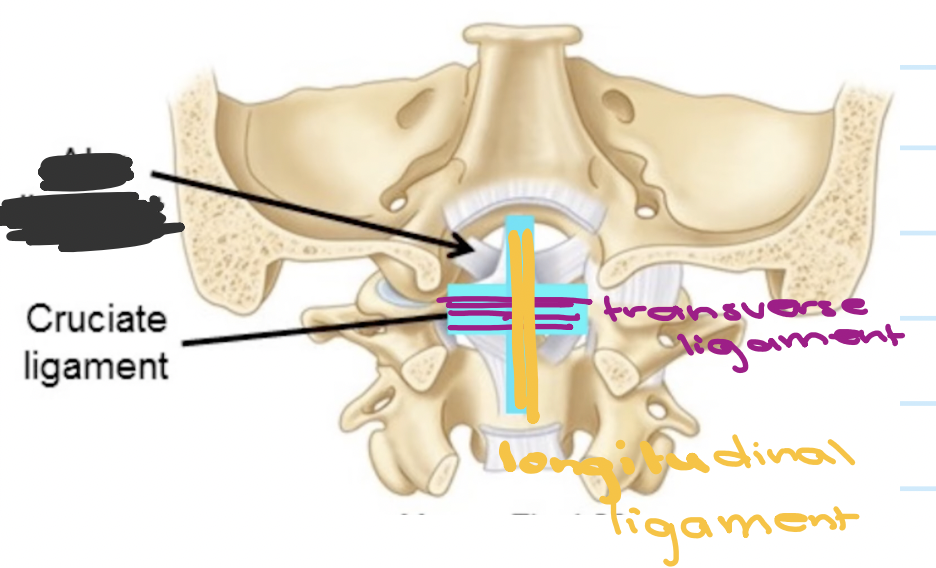 <p>(Resembles a cross) it consists of the transverse ligament along with a longtidudinal ligament</p>