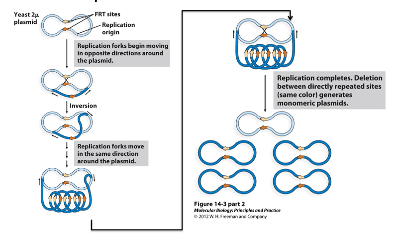 <p>Amplification of Plasmid Copy Number: 2µ (two micron) Plasmid Flp/FRT system:</p><p>The 2µ plasmid of yeast encodes the_________ site-specific recombination system that allows it to modulate its_______. The two FRT sites on the plasmid are located asymmetrically relative to its________origin. Thus after bidirectional replication has initiated at the origin, one site is replicated prior to the second. Recombination between the two_________FRT sites inverts about half of the plasmid sequence and changes the orientation of one of the replication forks. The two forks then chase one another around the plasmid in a manner similar to_________, amplifying the plasmid sequence. ______then recognizes pairs of directly-repeated _______sequences and resolves the replication product into individual 2µ plasmids.</p>