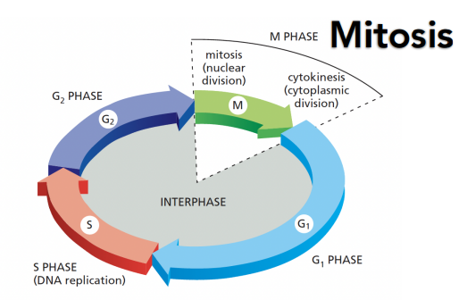 <p>There are four major phases of the cell cycle:</p><p>1.    G1</p><p>2.    S-Phase</p><p>3.    G2</p><p>4.    Mitosis</p><p>G1, S &amp; G2 together are known as interphase</p><p>At the end of mitosis, cytokinesis (the division of the cytoplasm into two daughter cells) occurs.</p>