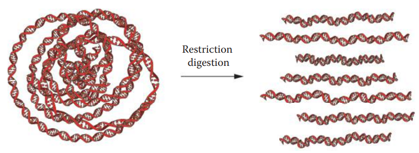Restriction digestion generates restriction fragments with various lengths of genomic DNA.