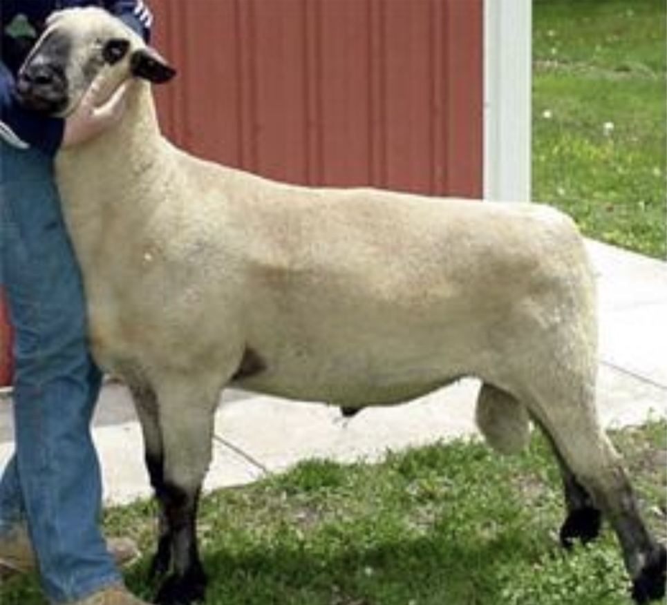 <ul><li><p><u>﻿﻿a good, middle-of-the-road sheep, medium to large in size, with dark faces and wool on the legs</u></p></li><li><p>﻿﻿Called the "<u>Ideal Farm Sheep</u>," Shropshires were boasted to have</p></li></ul><p>"<u>wool from the tip of the nose to the tip of the toes</u>."</p><ul><li><p>﻿﻿Breed categories: <u>medium wool</u>, meat</p></li><li><p>﻿﻿Distribution: UK, Europe, North America</p></li></ul>