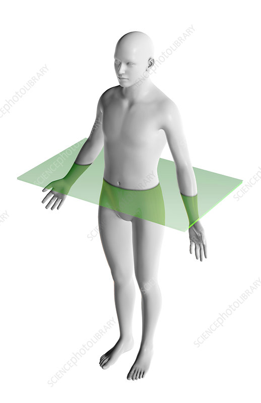 <p>The plane in the following image is the ________________.</p>