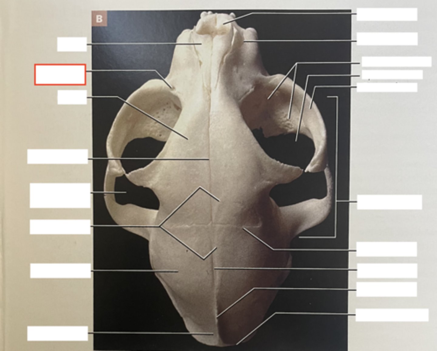 <p>allows passage of lacrimal duct</p>
