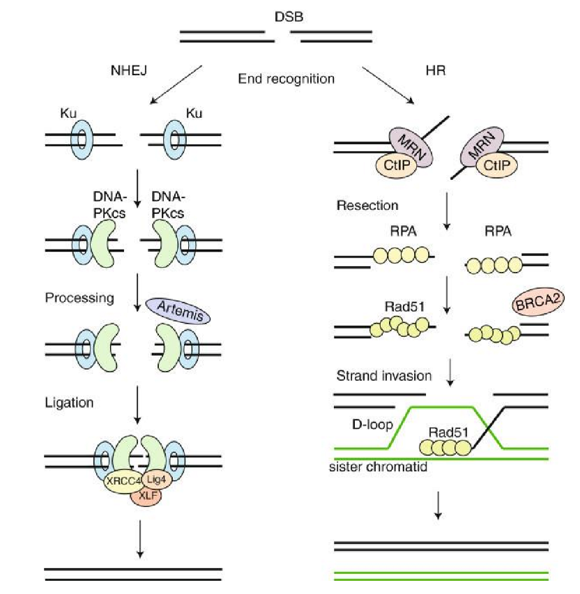 <ol><li><p>HR</p><ol><li><p>template-driven</p></li><li><p>conservative when sister chromosome used to repair break</p></li></ol></li><li><p>NHEJ</p><ol><li><p>join 2 broken strands w/ microhomology</p></li><li><p>can result in small deletions/insertions</p></li></ol></li></ol><p></p>