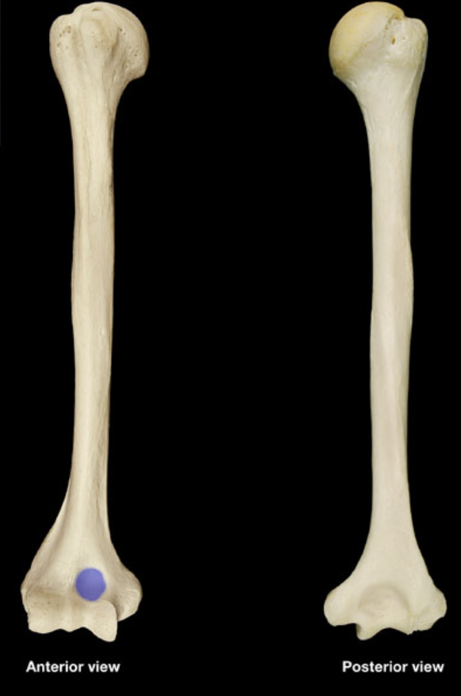 <p>(right humerus)</p>