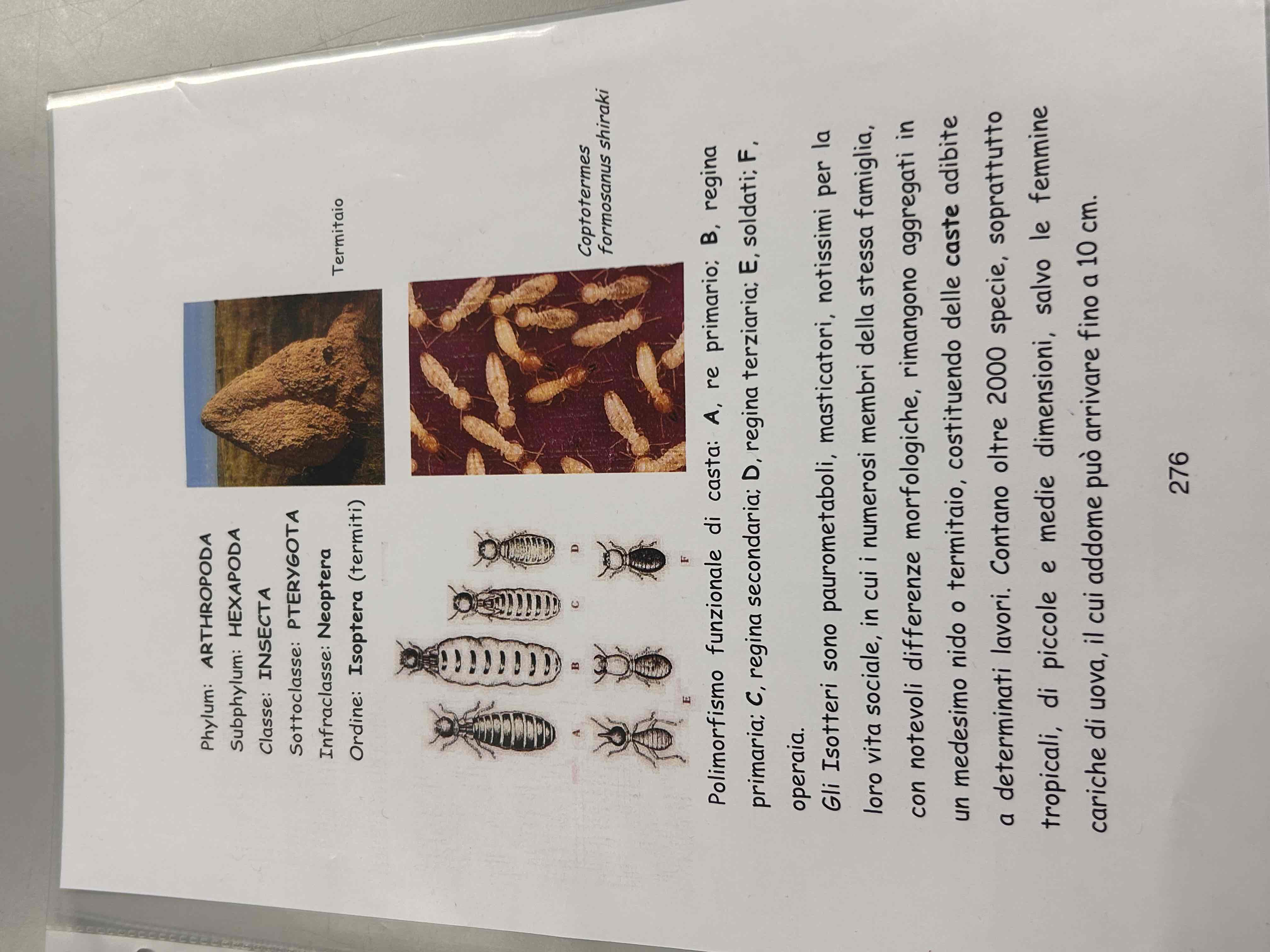 <p>Artropodi</p><p>Esapodi</p><p>Insetti</p><p>Pterygota</p><p>Neotteri</p><p>Eterometaboli</p><p>Isoptera</p><p>[termiti]</p>