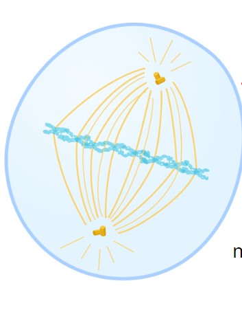 <p>Metaphase </p>