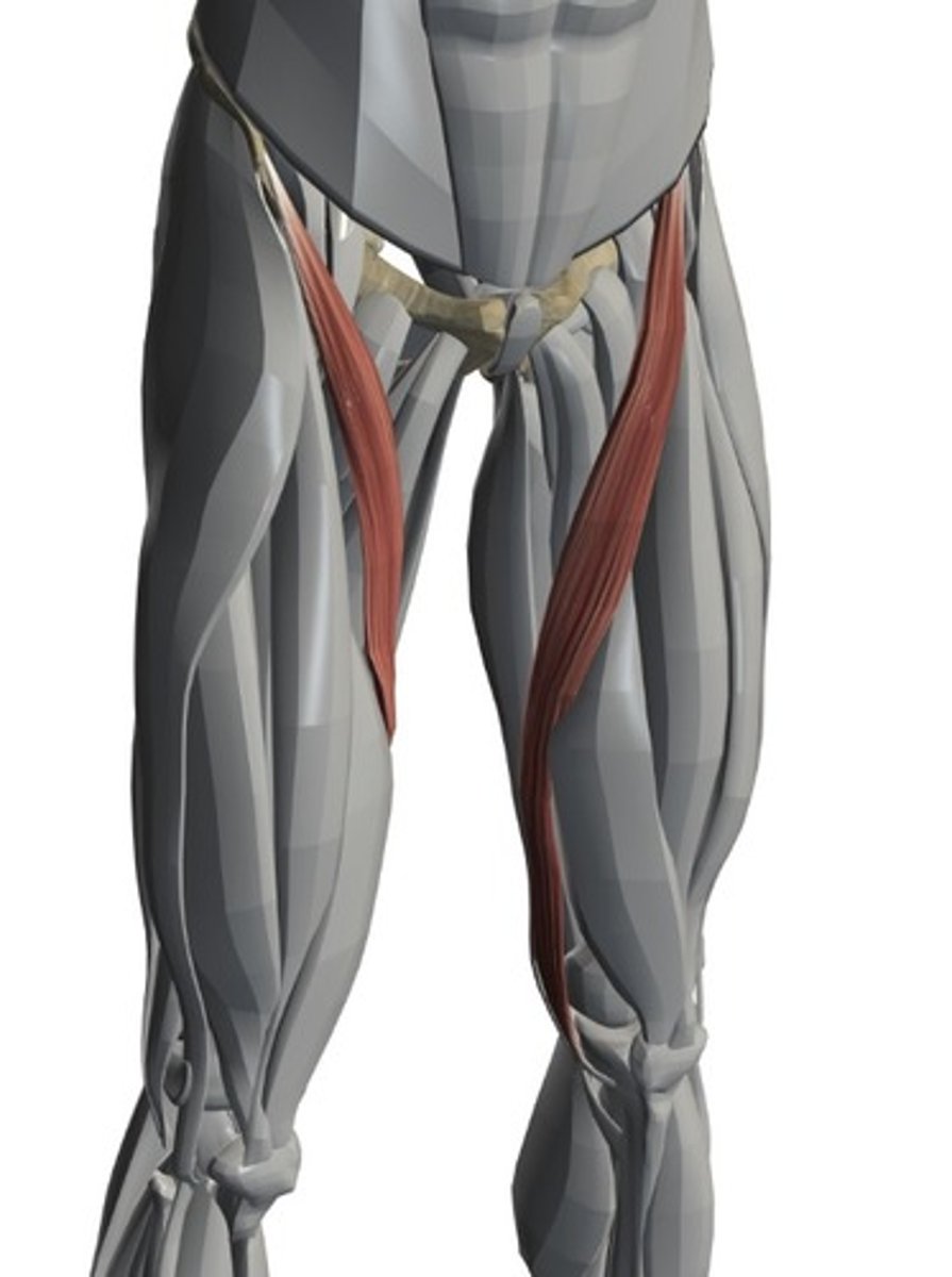 <p>Anterior thigh anatomy</p>