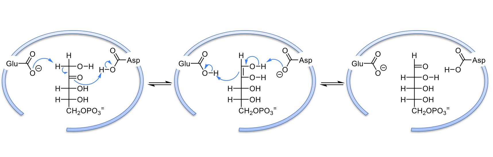 <ol><li><p>A Glu residue in the active site takes a proton from Ribulose-5-phosphate’s carbon 1. This shifts electrons to form a carbon-carbon double bond between carbons 1 and 2. The carbonyl on carbon 2 steals a proton from an Asp residue</p></li><li><p>an enediol intermediate is formed which a double bond between carbons 1 and 2. the double bond is used to take back its H from Glu, but this time it bonds to carbon 2. Asp takes back its proton from carbon 1 so it can form a carbonyl. </p></li><li><p>ribose-5-phosphate is formed (the carbonyl switched positions)</p></li></ol>