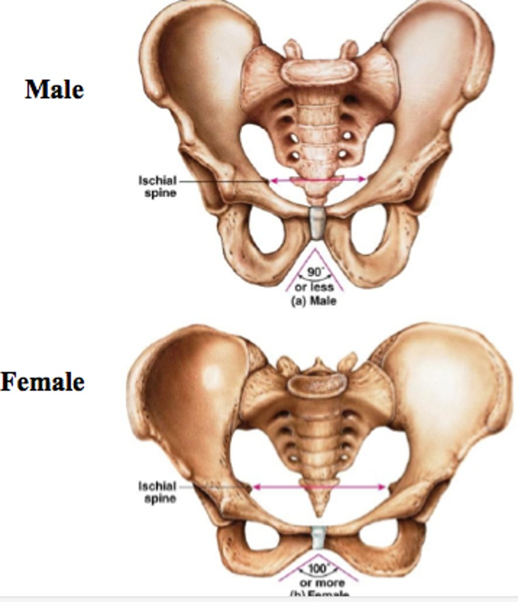 <p>Female: shallow, more broad with flaring, wider pubic arch</p><p>male: larger and heavier, deep, funnelshaped, narrow pubic arch</p>