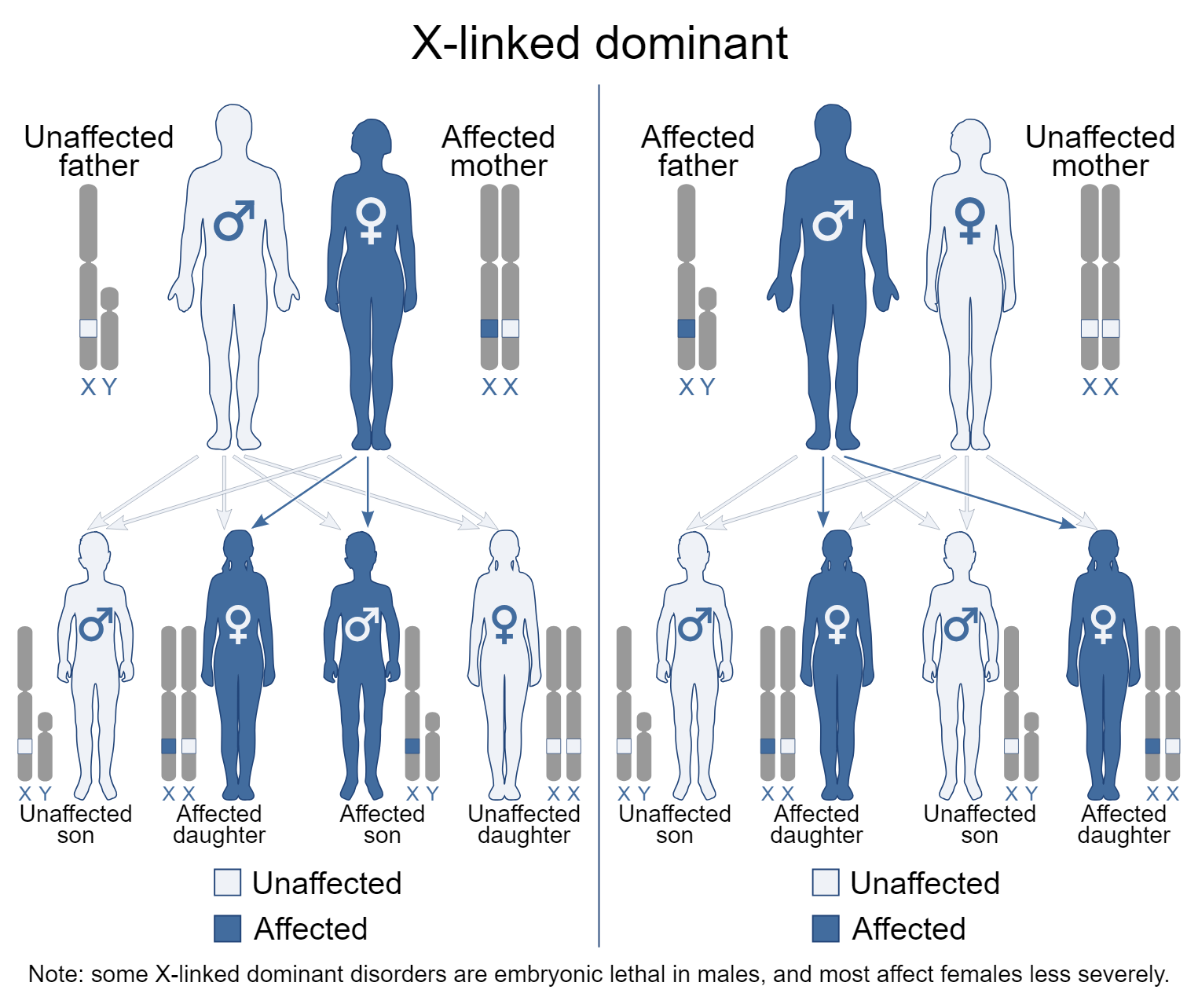 <p>An X-linked dominant trait is caused by a dominant allele located on the X chromosome.</p><p></p><p><strong>An affected father (with the dominant allele on his X) will pass it to ALL daughters, but none of his sons. </strong></p><ul><li><p class="">Daughters get his only X chromosome → they all inherit the trait.</p></li><li><p class="">Sons get his Y chromosome → they don’t inherit the X-linked trait.</p><p class=""></p></li></ul><p class=""> <strong>An affected mother (heterozygous or homozygous)</strong> can pass it to <strong>both sons and daughters</strong>. </p><ul><li><p class="">50% chance if she’s heterozygous.</p></li><li><p class="">100% if she’s homozygous.</p></li></ul><p></p>