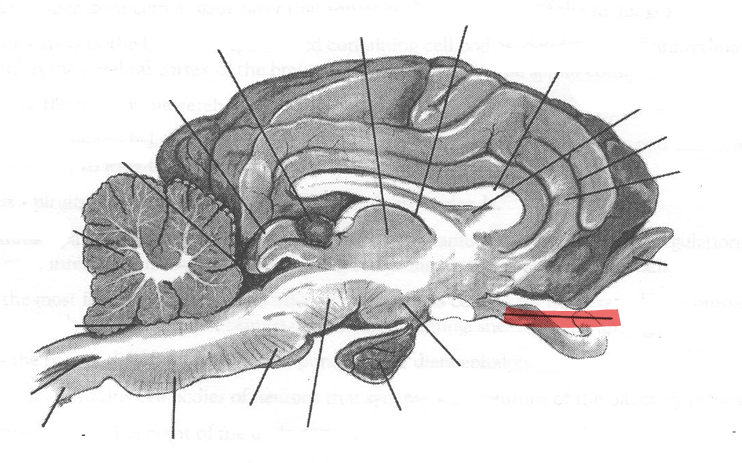 <p>Identify highlighted arrow</p>