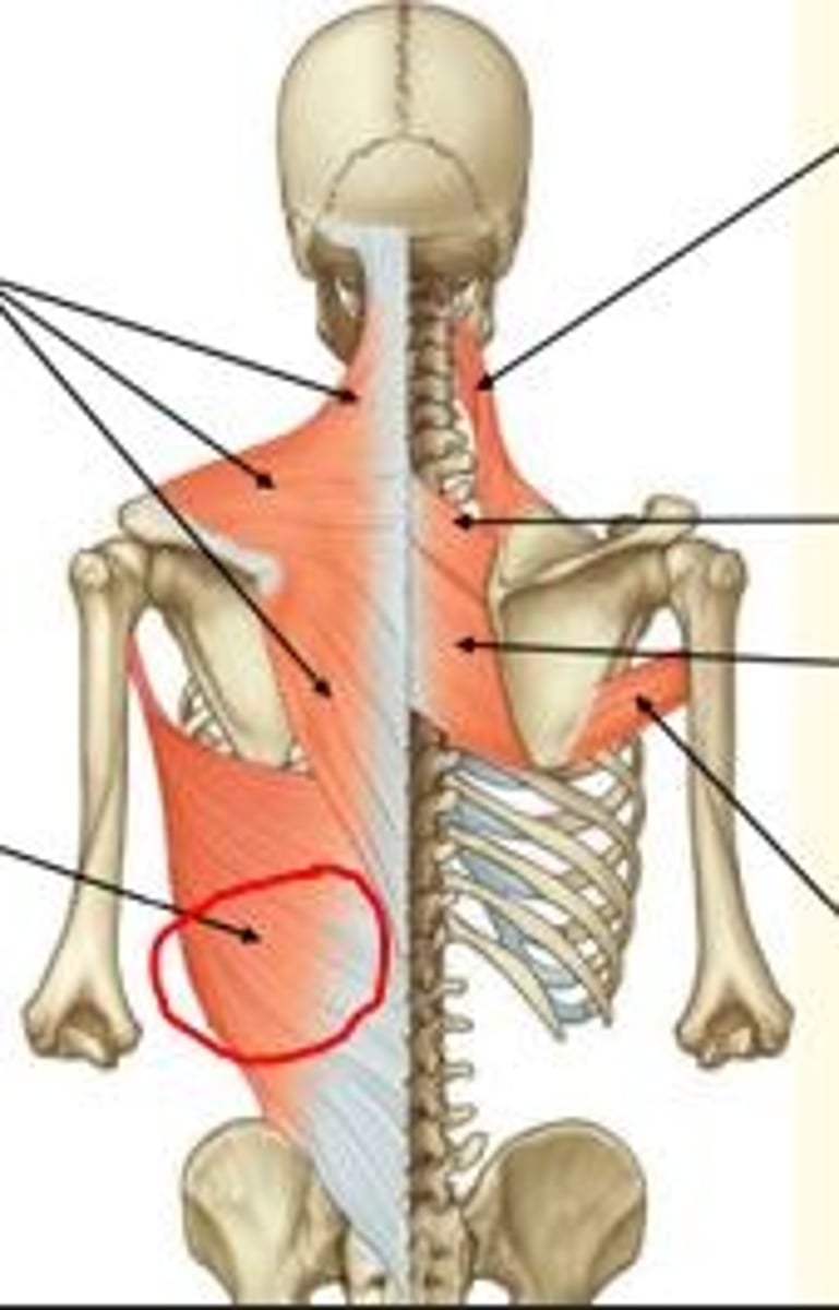 <p>Latissimus Dorsi</p><p>- Extends, adducts & medially rotates humerus</p><p>- Can raise trunk to arm e.g., dips/climbing</p><p>- Innervated by thoracodorsal nerve </p>
