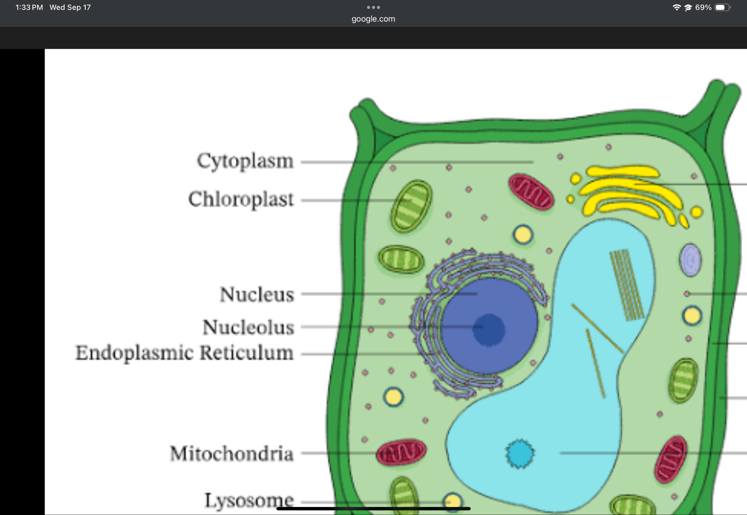 <p>Site of photosynthesis; contains thylakoids; double membrane.</p>