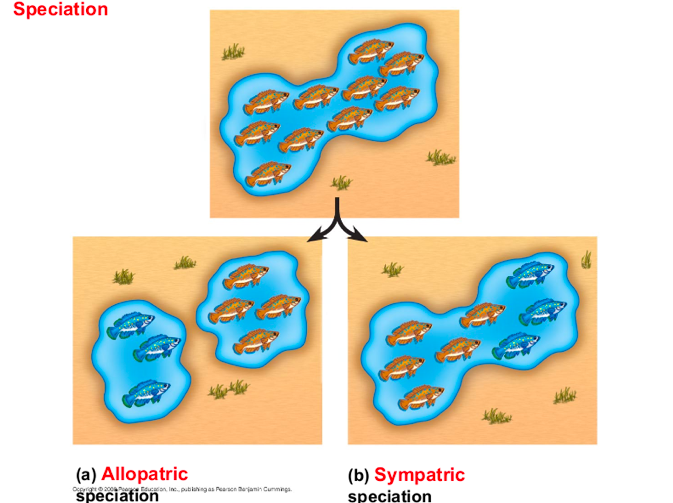 <ul><li><p>Allopatric speciation: geographic barrier operates populations</p></li><li><p>Sympatric speciation: no geographic barrier</p></li></ul><p></p>