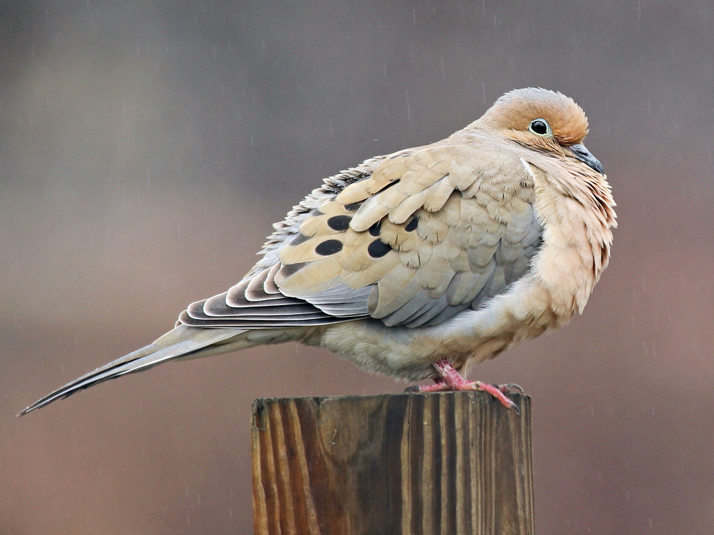 <p>Mourning Dove</p>
