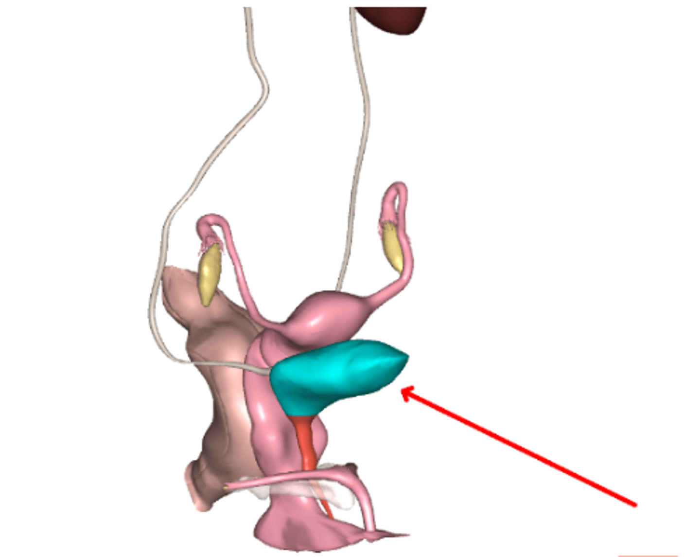 <p>bladder</p>