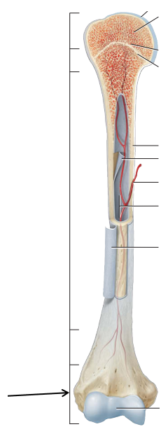 <p>What part of the long bone is being pointed out?</p>