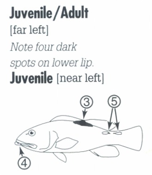 <p><span>JUVENILE: 3. White spot on middorsal fin and back, often surrounded by black. 4. Four spots on lower lip. 5. Two white spots on base of tail.</span></p>